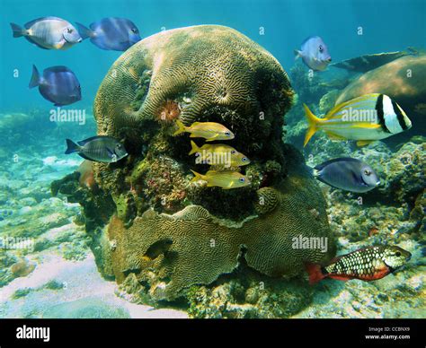 Tropical Reef Fish With Brain Coral Underwater In The Caribbean Sea