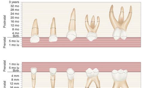 Primary teeth anatomy platform - Denteach