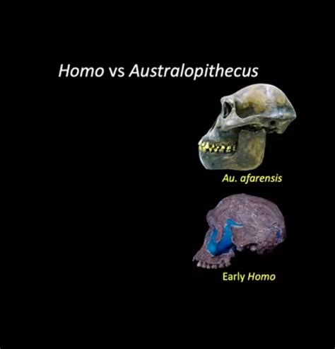 Understanding The Evolution Of Our Genus Homo Turkana Basin Institute