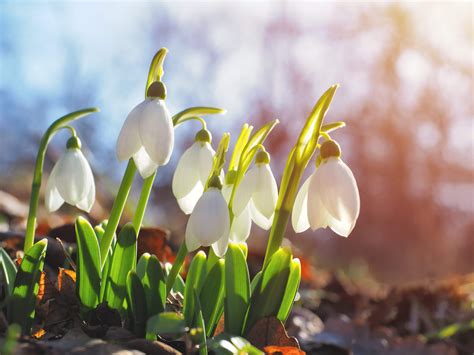 Het Sneeuwklokje Een Vleugje Lentebloei In De Winter