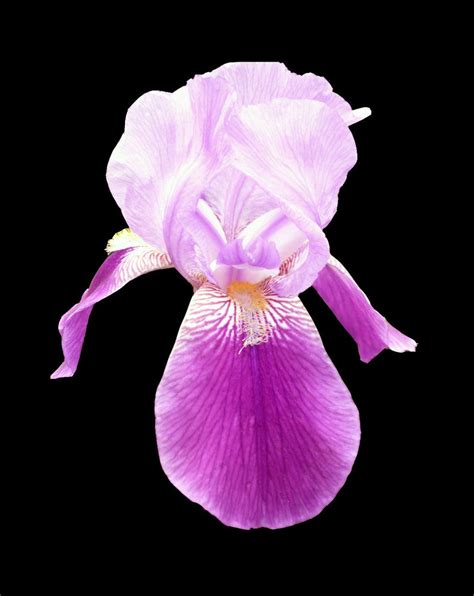 Pink Orchid closeup Free Photo Download | FreeImages