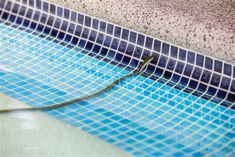 Snake In Pool Safe Removal And Prevention Tips