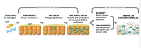 Chapter Microbial Infection And Pathogenesis Flashcards Quizlet