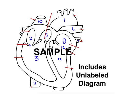 The Heart Diagram Labeled And Unlabeled Worksheets Heart Study Guide