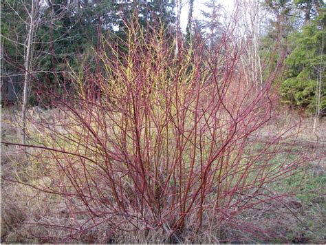 Red-Twig Dogwood, Cornus sericea | Native Plants PNW