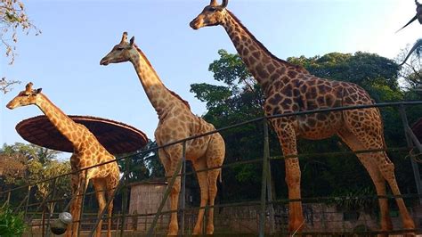 Zoológico De São Paulo é Passeio Imperdível Em Sp