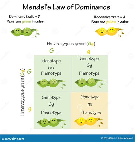 Mendels Law Of Dominance Cartoon Vector Cartoondealer