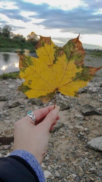 Premium Photo Cropped Image Of Woman Holding Maple Leaf Against Land