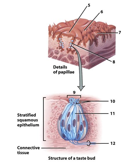 details of papillae and taste bud Diagram | Quizlet