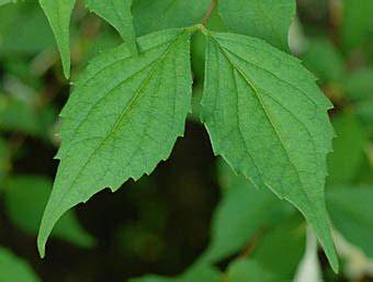 diabelia spathulata caprifoliaceae