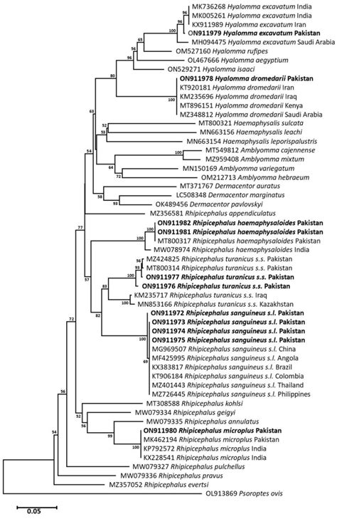 Neighbor Joining Phylogram Inferred From Cox1 Partial Nucleotide