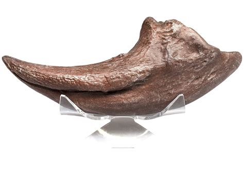 Allosaurus Toe Claw Premium Replica At Mighty Ape Nz