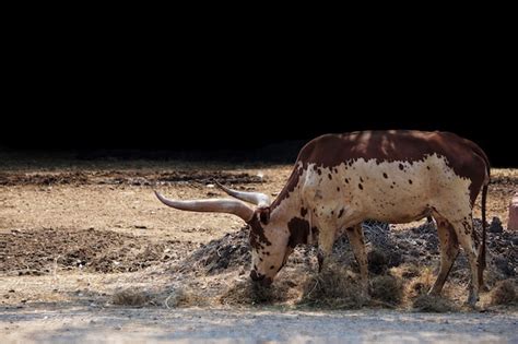 Premium Photo | Texas longhorn cow in a nature park.