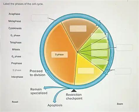 label phases cell cycle. | Question AI