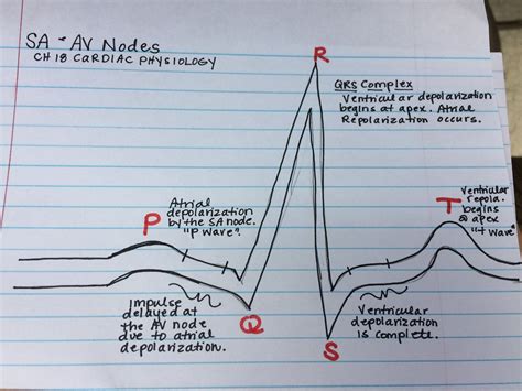 P Wave Qrs Complex And T Wave Cardiac Physiology Nursing Study