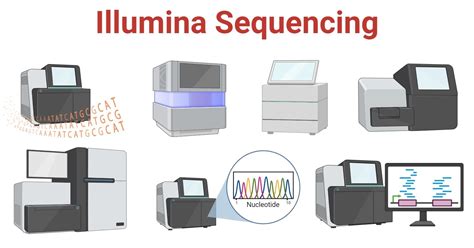 Illumina Sequencing Principle Steps Uses Microbiologystudy