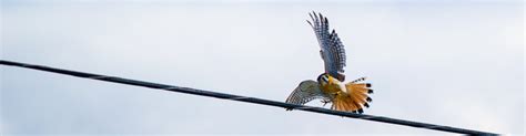 Headerbirds Kestral Gwent Ornithological Society