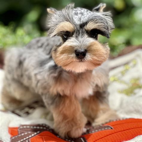 View Our Puppies For Sale | Waggs To Riches | Florida