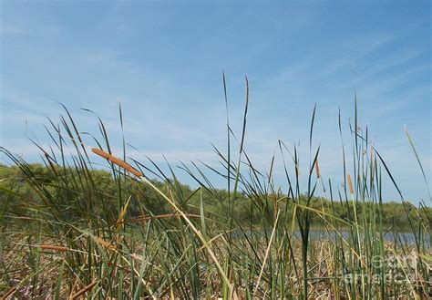 Florida Cattails Photograph by Amanda Reigel