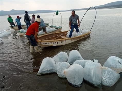 Siembra Compesca Mil Cr As De Tilapia En Angamacutiro