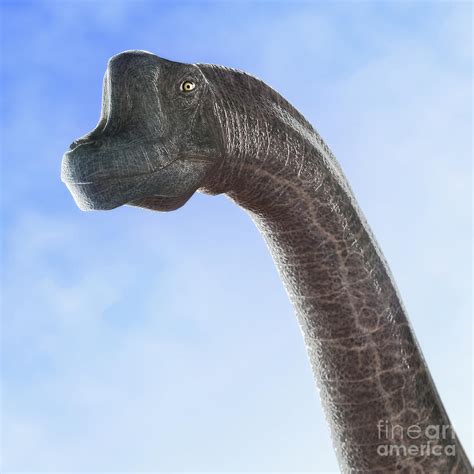 Dinosaur Brachiosaurus Photograph by Science Picture Co - Pixels