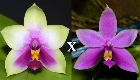 Phalaenopsis Bellina X Phalaenopsis Violacea Tamanho Merten