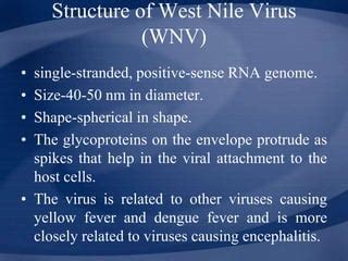 West Nile Virus Ppt