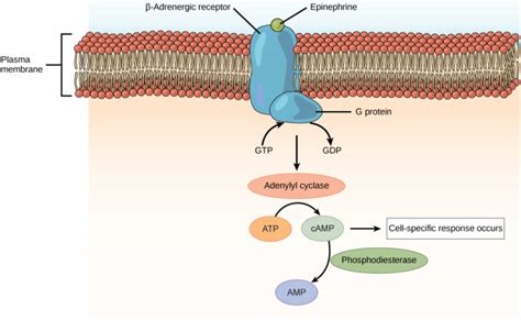 Plasma Membrane Hormone Receptors | Biology for Majors II