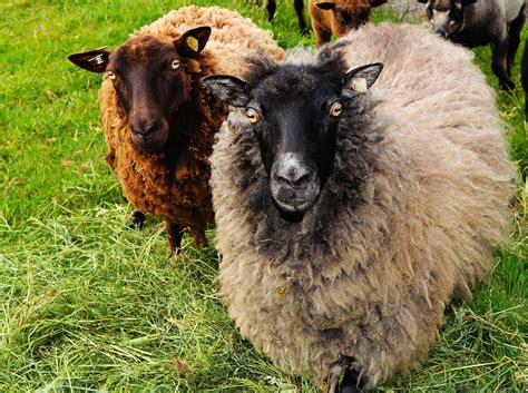 Free Photo Sheep Black Sheep Wool Head Free Image On Pixabay 348973