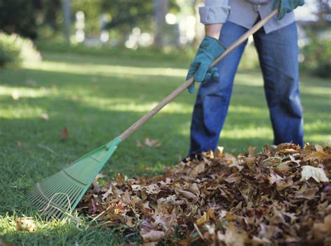 R Teau Feuilles Choix Et Prix D Un R Teau Feuilles Ooreka