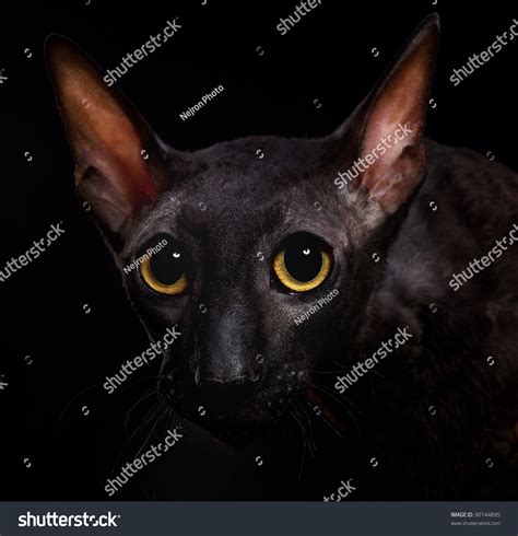 Black Cornish Rex Cat Stock Photo 90144895 Shutterstock