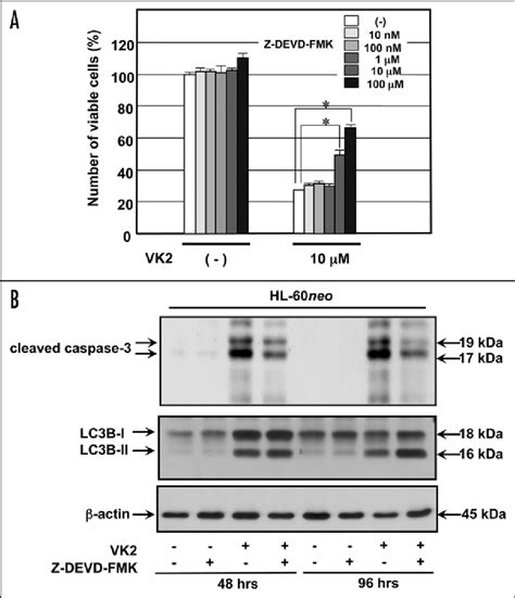 Effects Of A Caspase 3 Inhibitor On VK2 Induced Autophagy In HL 60neo