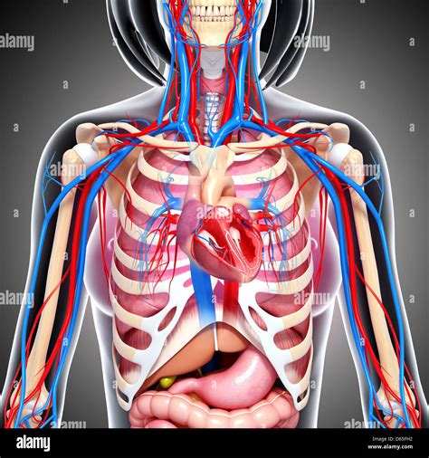 Female Chest Anatomy High Resolution Stock Photography and Images - Alamy