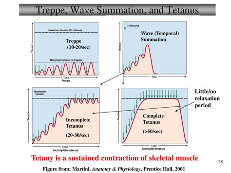 Ppt Chapter Muscles And Muscle Tissue Lecture Powerpoint