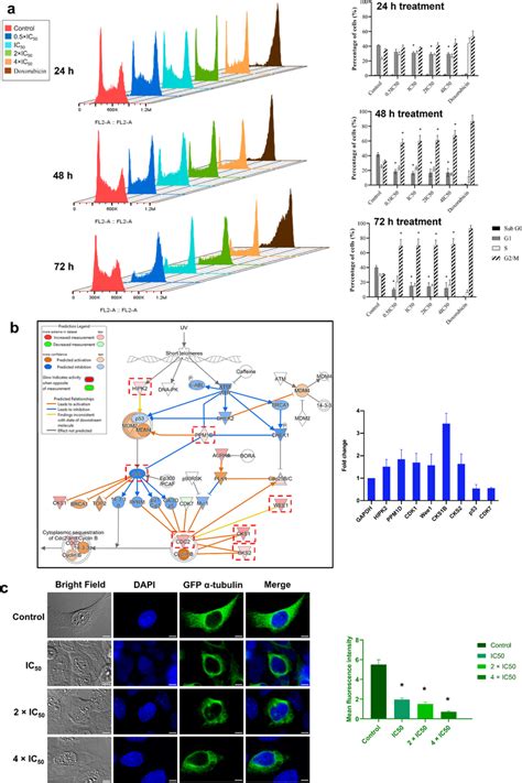 Cell cycle analysis and influence on microtubules. a Flow cytometric ...