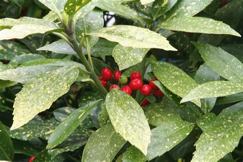 Aucuba Japonica ‘gold Dust Plants Direct Victoria Bc