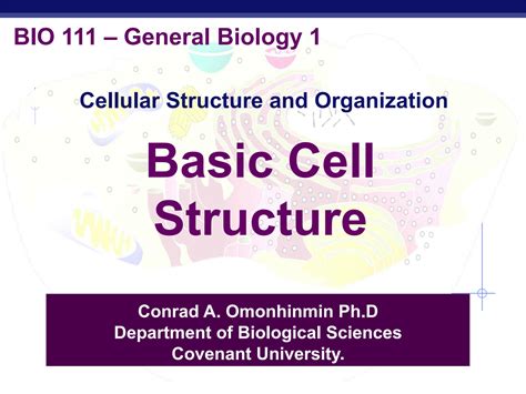 solution cell basic structure studypool