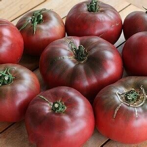 Tomato Cherokee Purple - Brad's Bedding Plants, Inc.