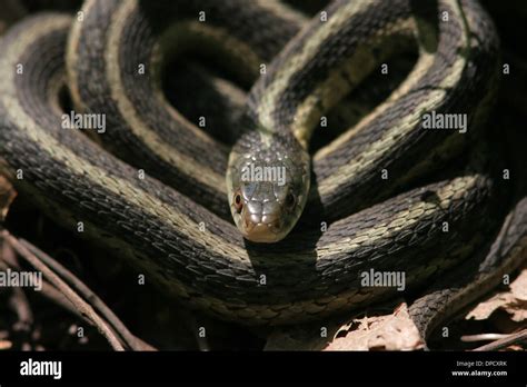 Common Garter Snake Coiled Ohio Stock Photo Alamy