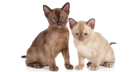 Burmese Breeders Australia | Burmese Info & kittens