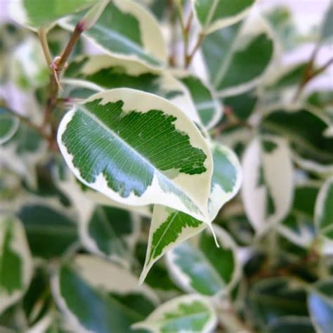 Ficus Compacta Variegated - Nestreeo.com