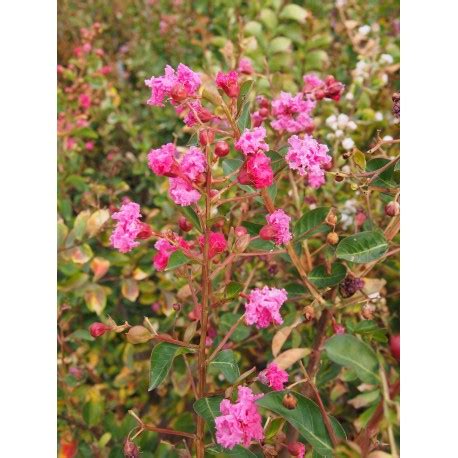 Lagerstroemia indica Petite Pink PÉPINIERE BROCHET LANVIN