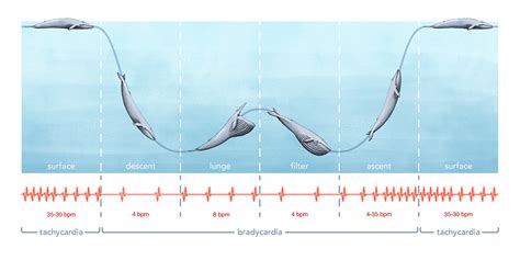 Blue whale hearts pump as slowly as 2 beats per minute - Futurity