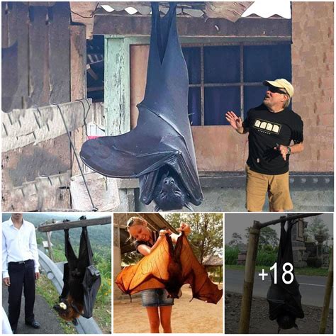 The Giant Golden-Crowned Flying Fox, The Largest Bat In The World