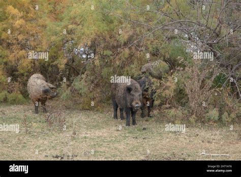 Boar pig hybrids hi-res stock photography and images - Alamy