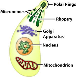 Biology – Phylum – Protozoa | askIITians