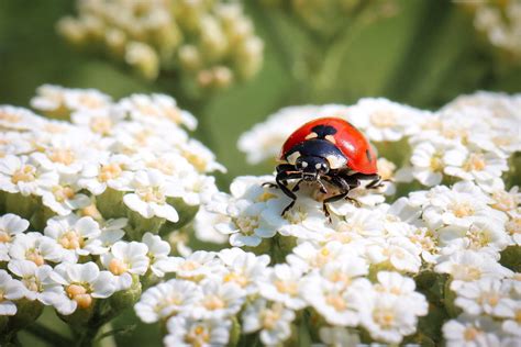 Coccinelle à sept points OLIVIER GHETTEM Flickr