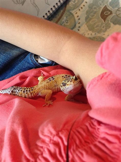 Cute Pet Gecko Gecko Leopard Gecko Like Animals