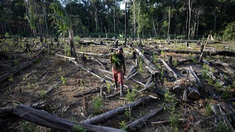 Agro é pop Os dez tipos de plantações que mais destroem o planeta e o