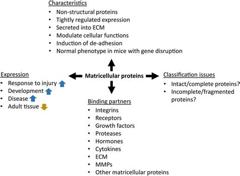 Frontiers Matricellular Proteins In Cutaneous Wound Healing